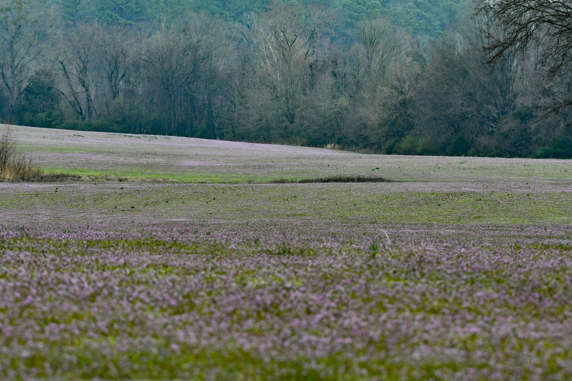 Farm field with flowering winter cover crop bordering forest, Decatur, Alabama.