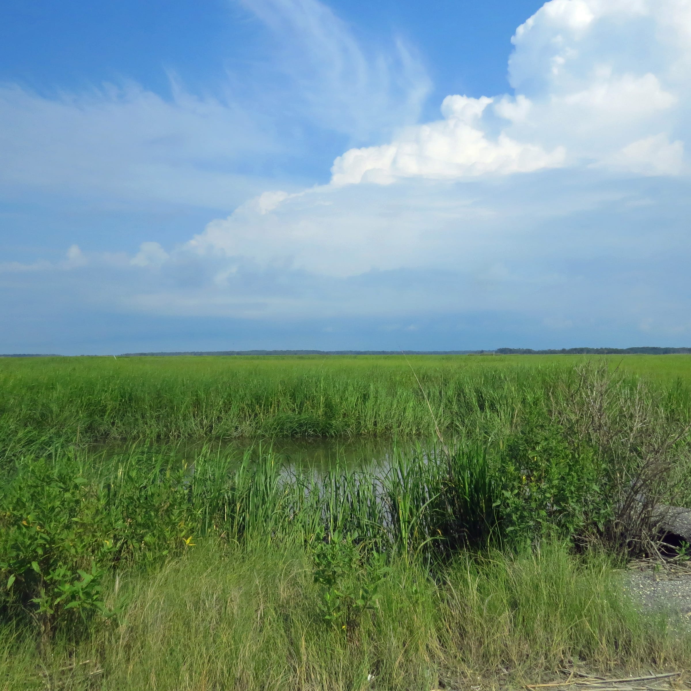 Grass and picked corn under a high plains sky, Delaware