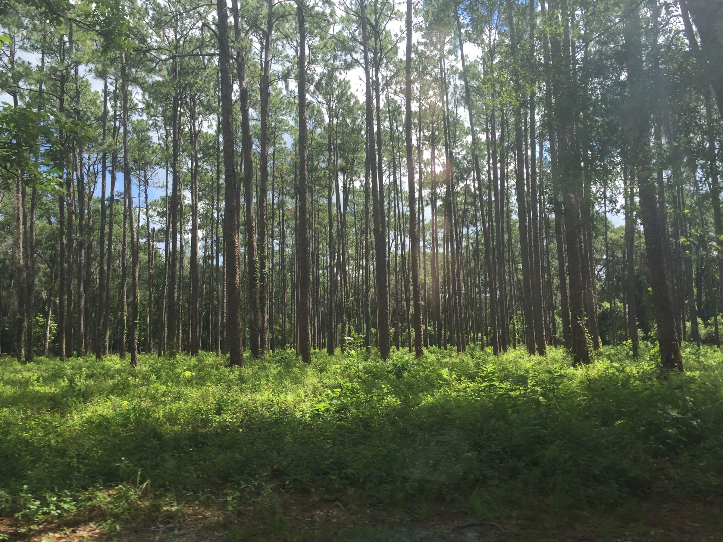 Grass and picked corn under a high plains sky, Florida