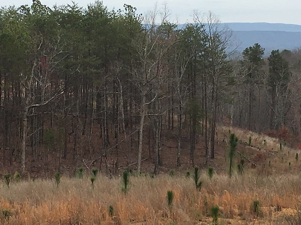 Grass and picked corn under a high plains sky, Georgia