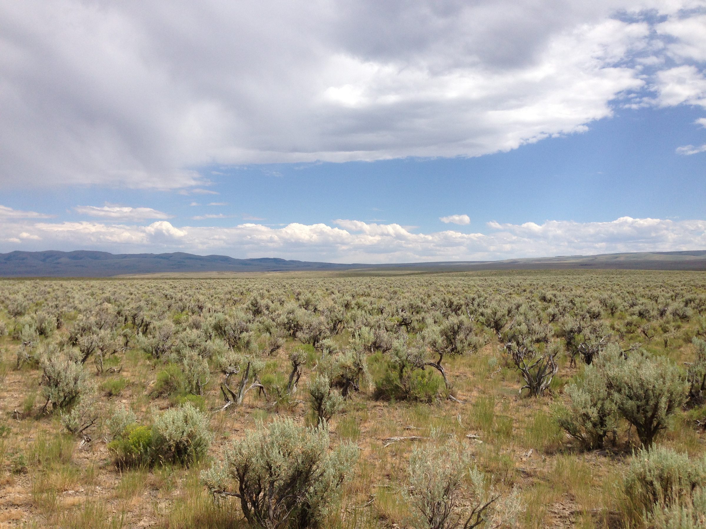 Grass and picked corn under a high plains sky, Idaho