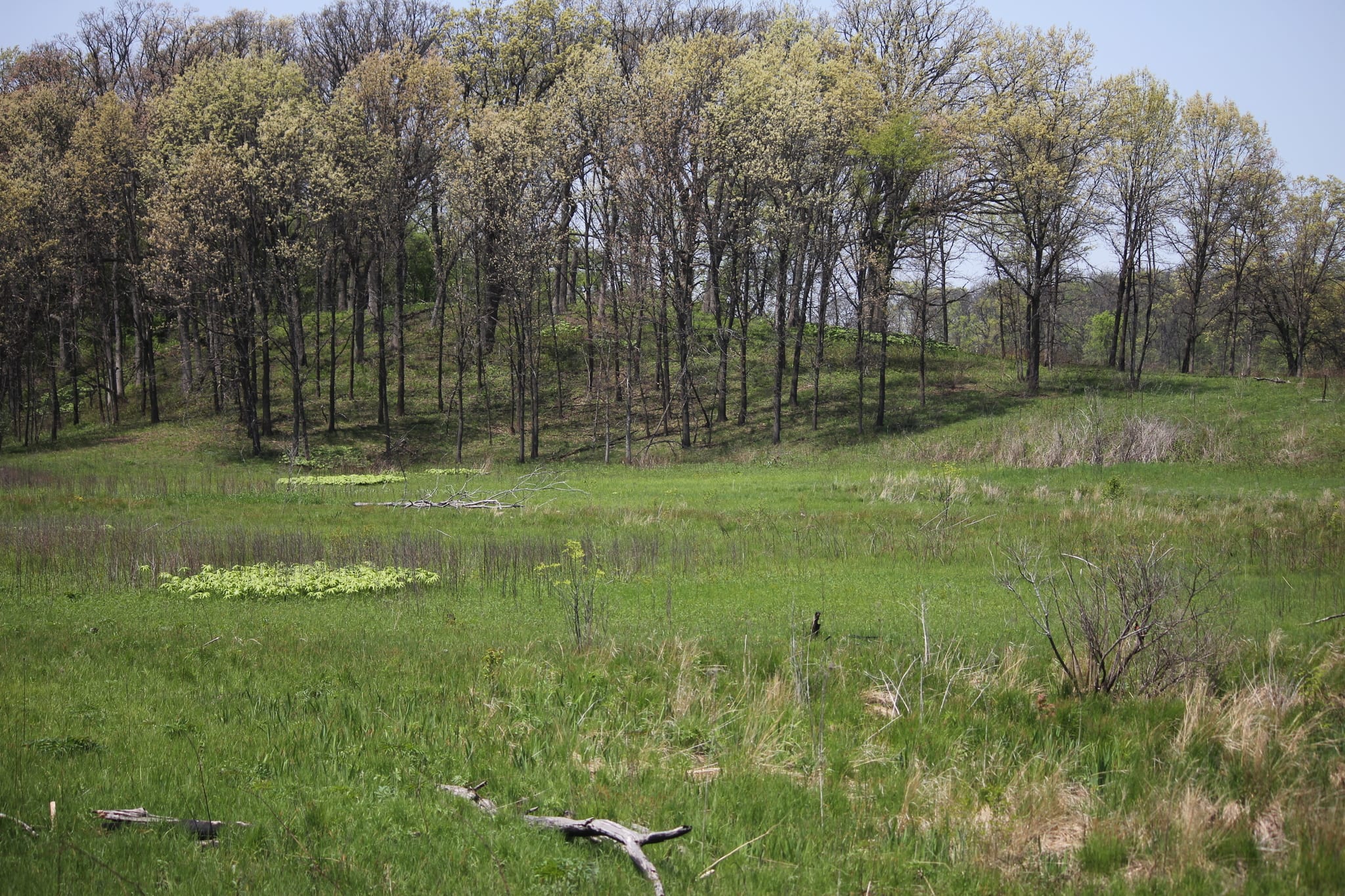 Grass and picked corn under a high plains sky, Illinois