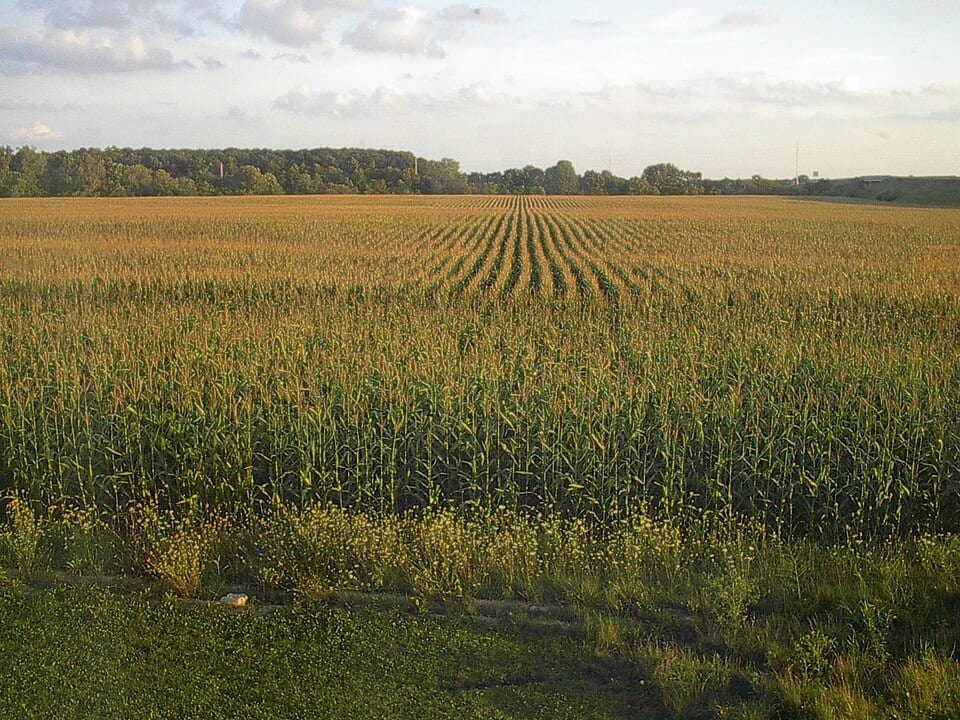 Grass and picked corn under a high plains sky, Indiana
