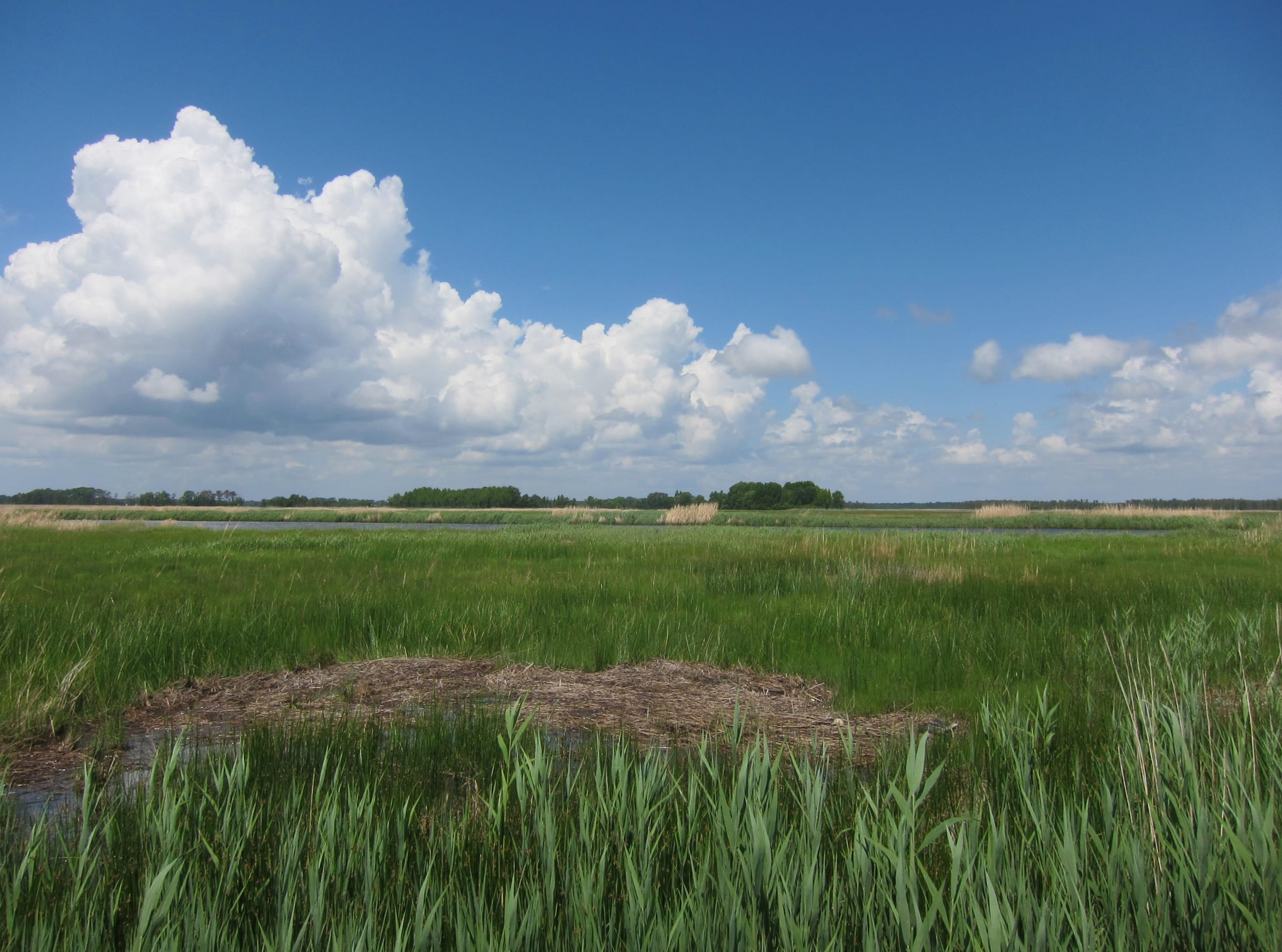 Grass and picked corn under a high plains sky, Maryland