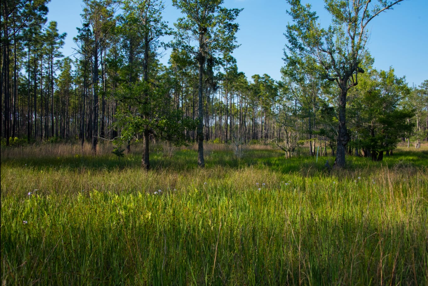 Wiregrass and longleaf pine flatwoods, South Carolina