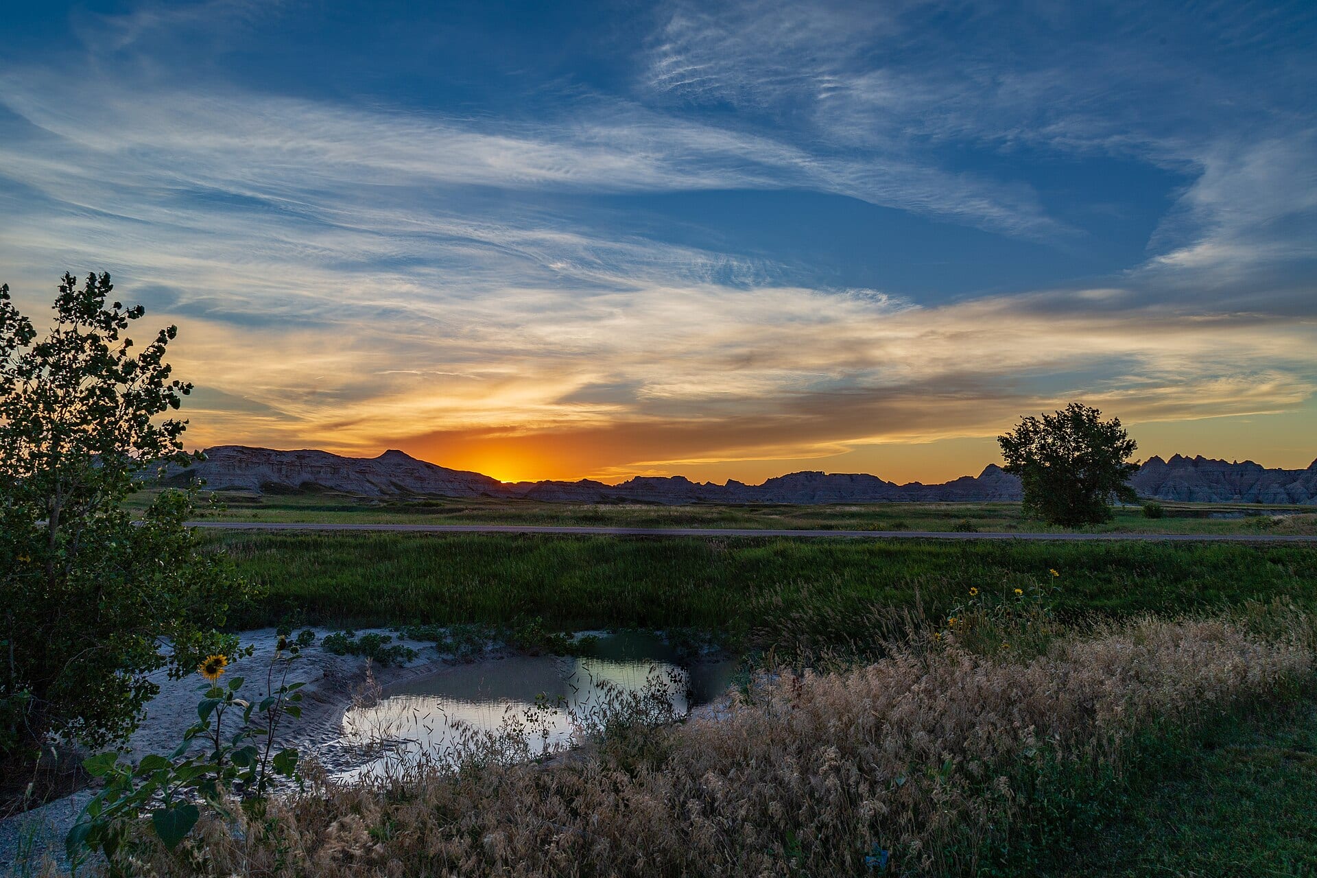 Dog working a cattail edge at first light