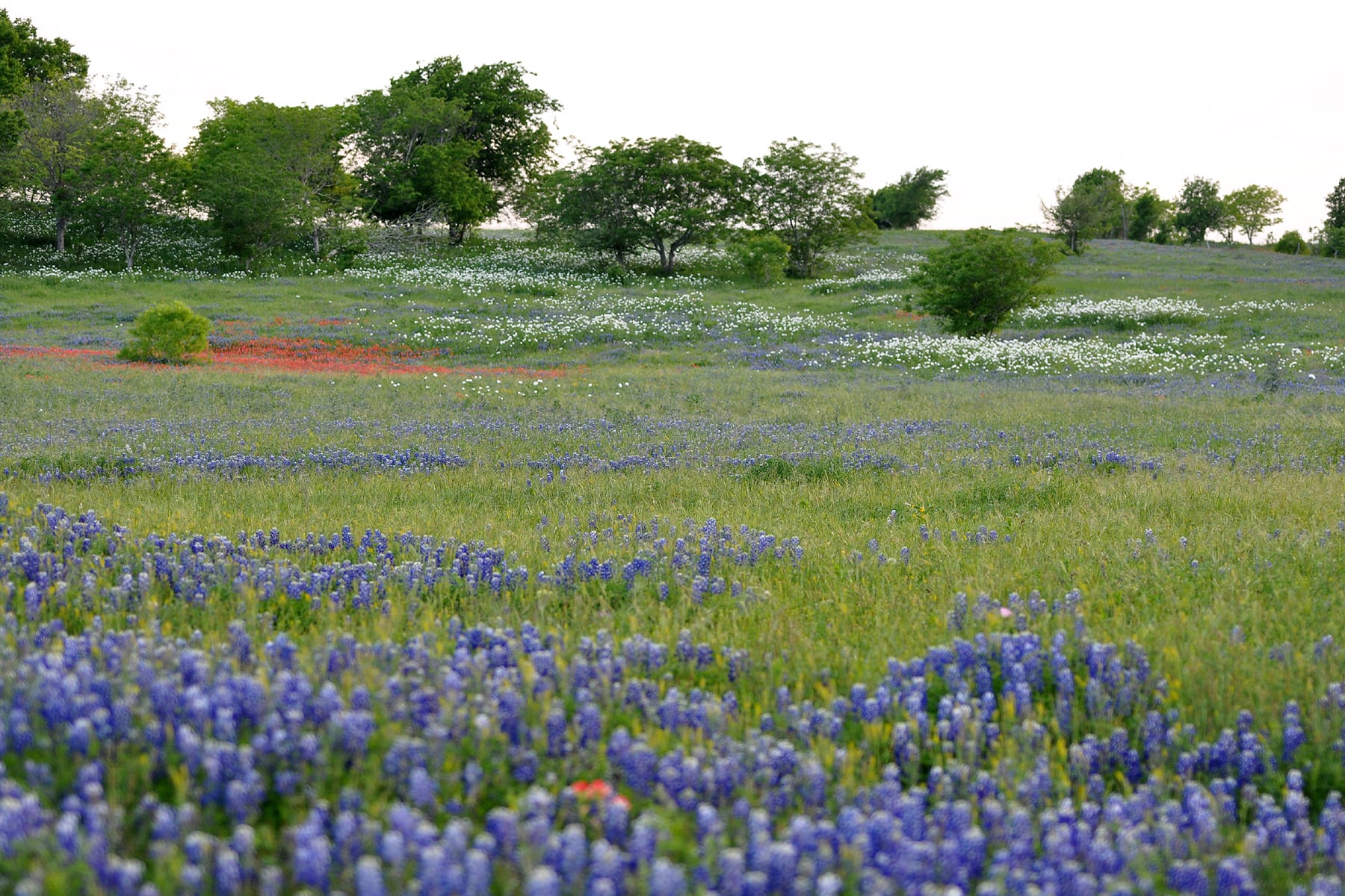 Blackland Prairie ranch/pastureland with wildflowers, Lavaca County.