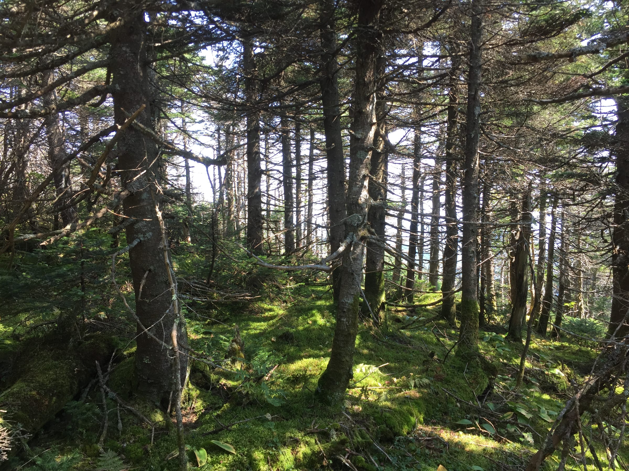 Interior view of northern hardwood and spruce-fir mixed forest along Long Trail at Mount Mansfield State Forest, showing healthy moss-covered understory and canopy structure typical of Vermont upland habitat